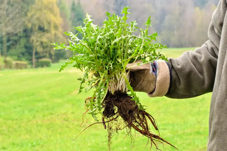 Afforadable Weed Control Services Northport, AL Afforadable Weed Control Services Northport, AL