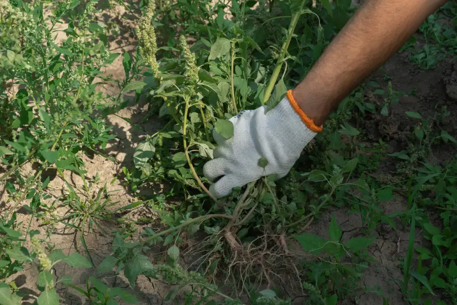 Common Lawn Weeds and How Services Remove Them Northport, AL Common Lawn Weeds and How Services Remove Them Northport, AL