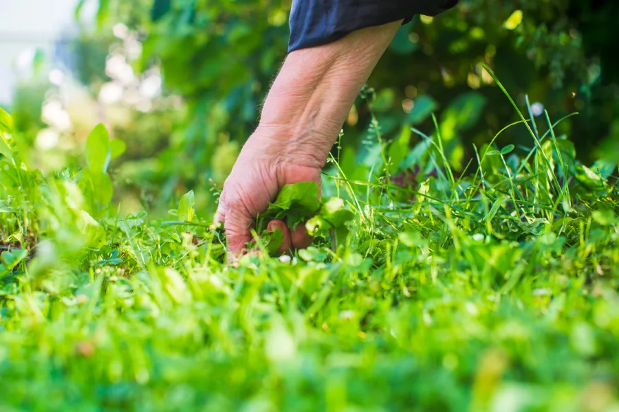 Common Lawn Weeds and How Services Remove Them in Northport, AL Common Lawn Weeds and How Services Remove Them in Northport, AL