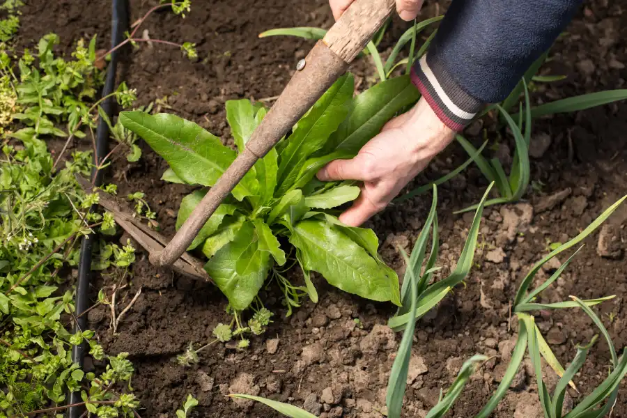 How Professional Weed Control Protects Your Lawn Northport, AL How Professional Weed Control Protects Your Lawn Northport, AL