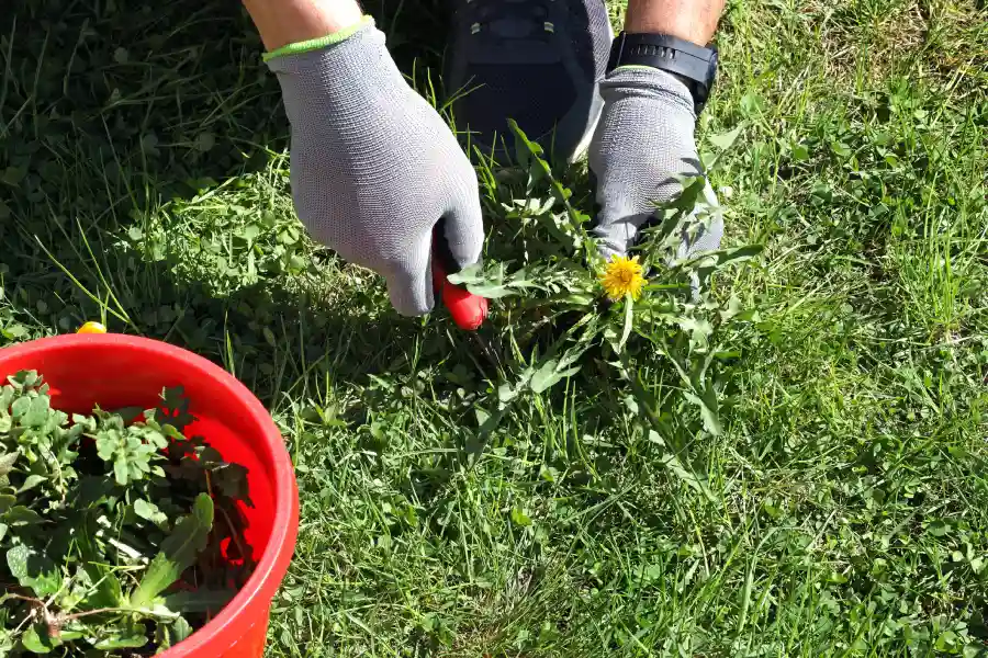 How Professional Weed Control Protects Your Lawn in Northport, AL How Professional Weed Control Protects Your Lawn in Northport, AL