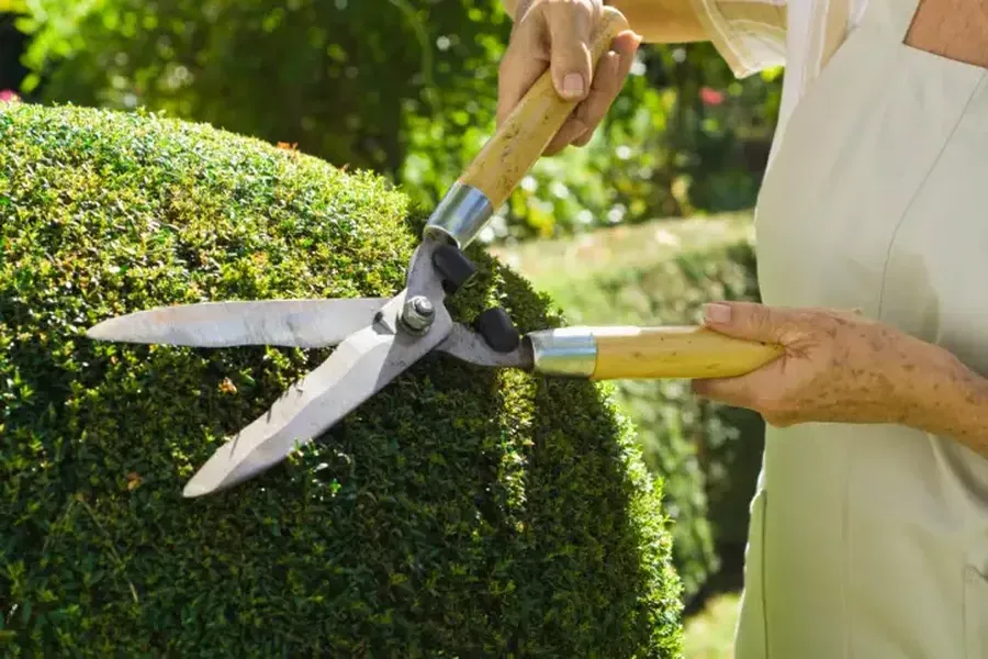 How Shrub Trimming Improves Curb Appeal Northport, AL How Shrub Trimming Improves Curb Appeal Northport, AL