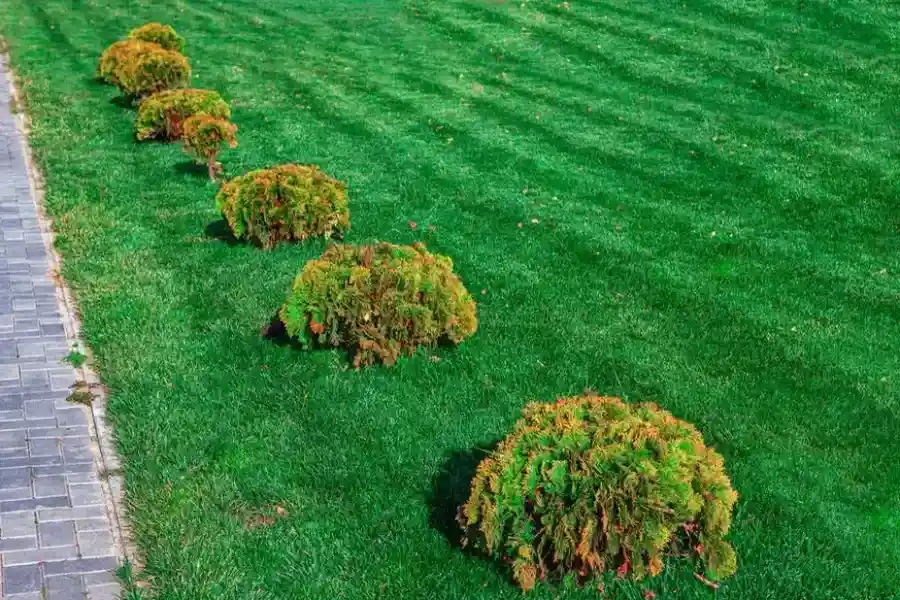 How Shrub Trimming Shapes Landscape Design in Northport, AL How Shrub Trimming Shapes Landscape Design in Northport, AL