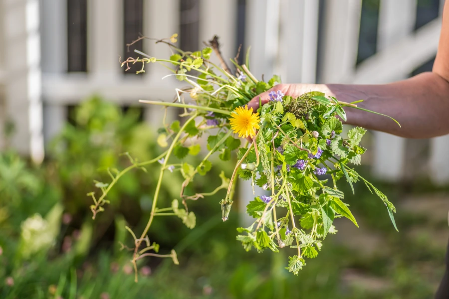 Professional Weed Control Services Northport, AL Professional Weed Control Services Northport, AL