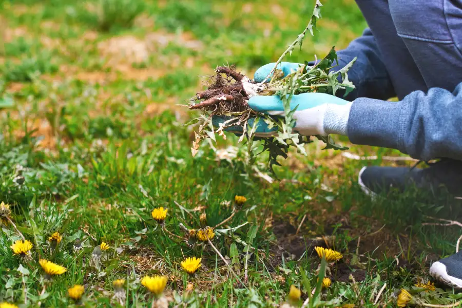 Reliable Weed Control Services Northport, AL Reliable Weed Control Services Northport, AL