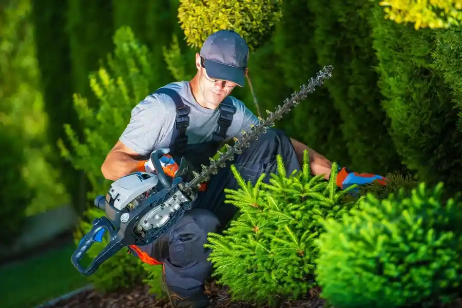 Shrub Trimming